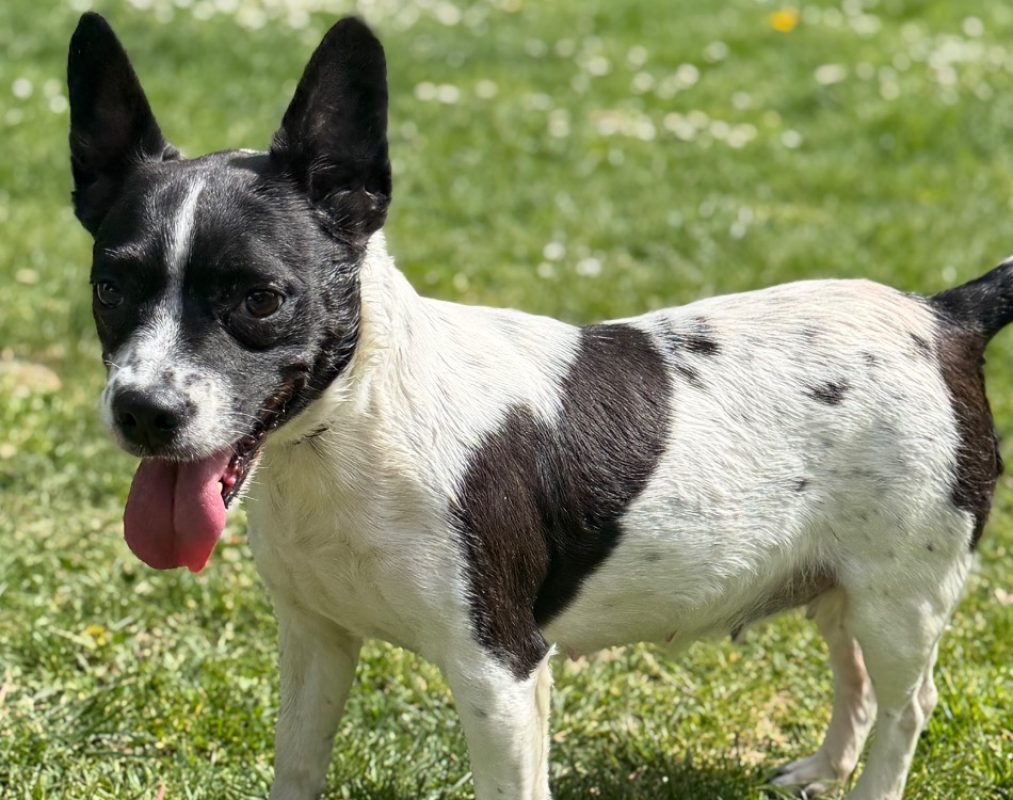 Nana caa1515933 - Chien à adopter