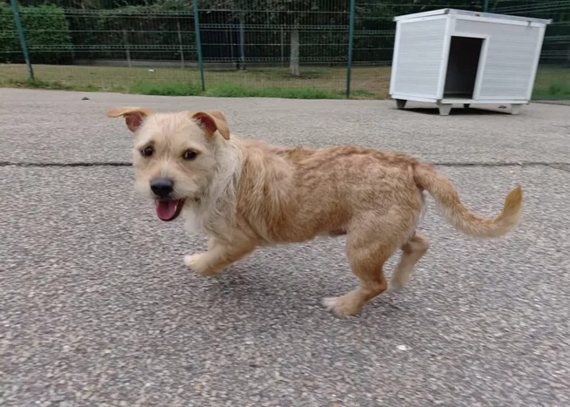 Sam - Chien à adopter
