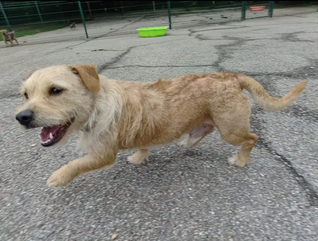Sam - Chien à adopter - photo 2