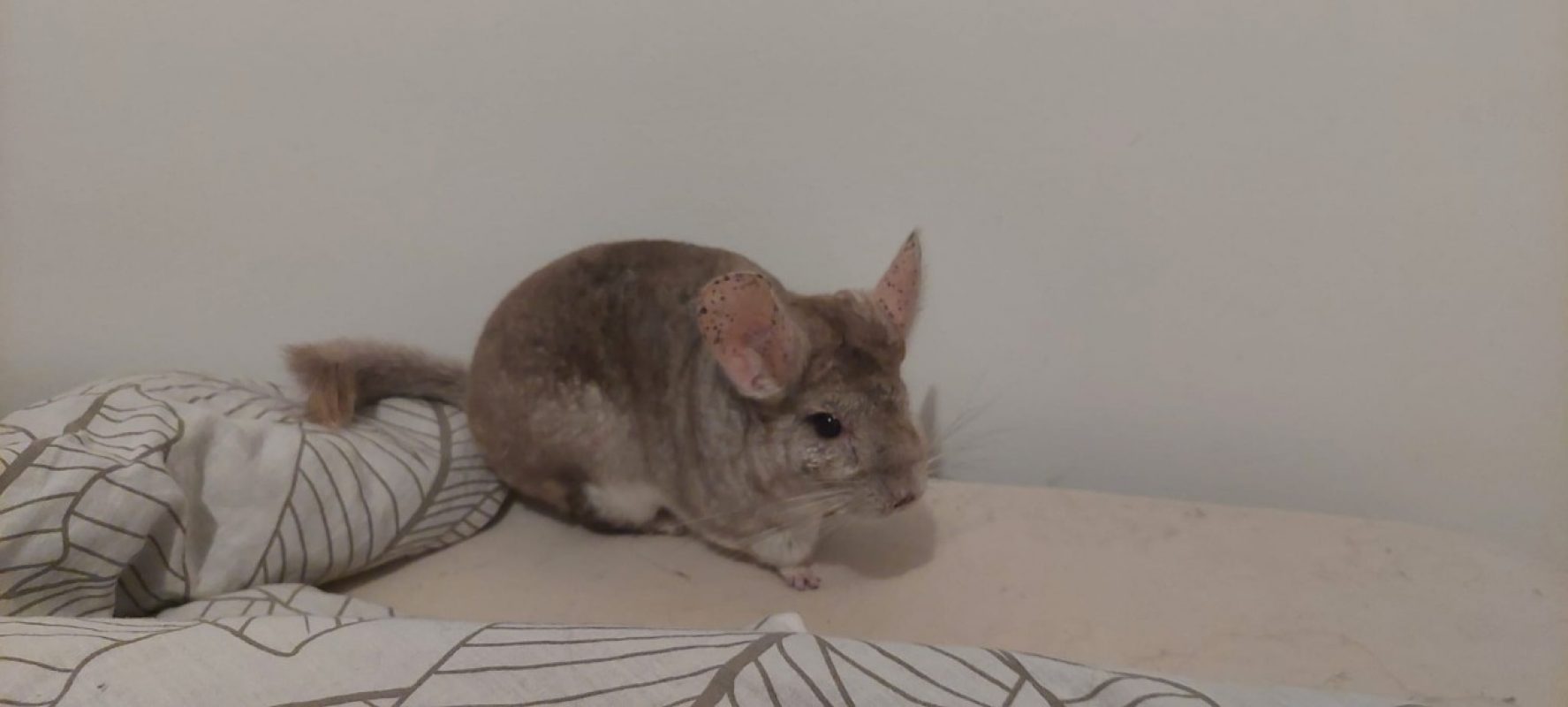 Pashmilla - Rongeur Chinchilla à adopter
