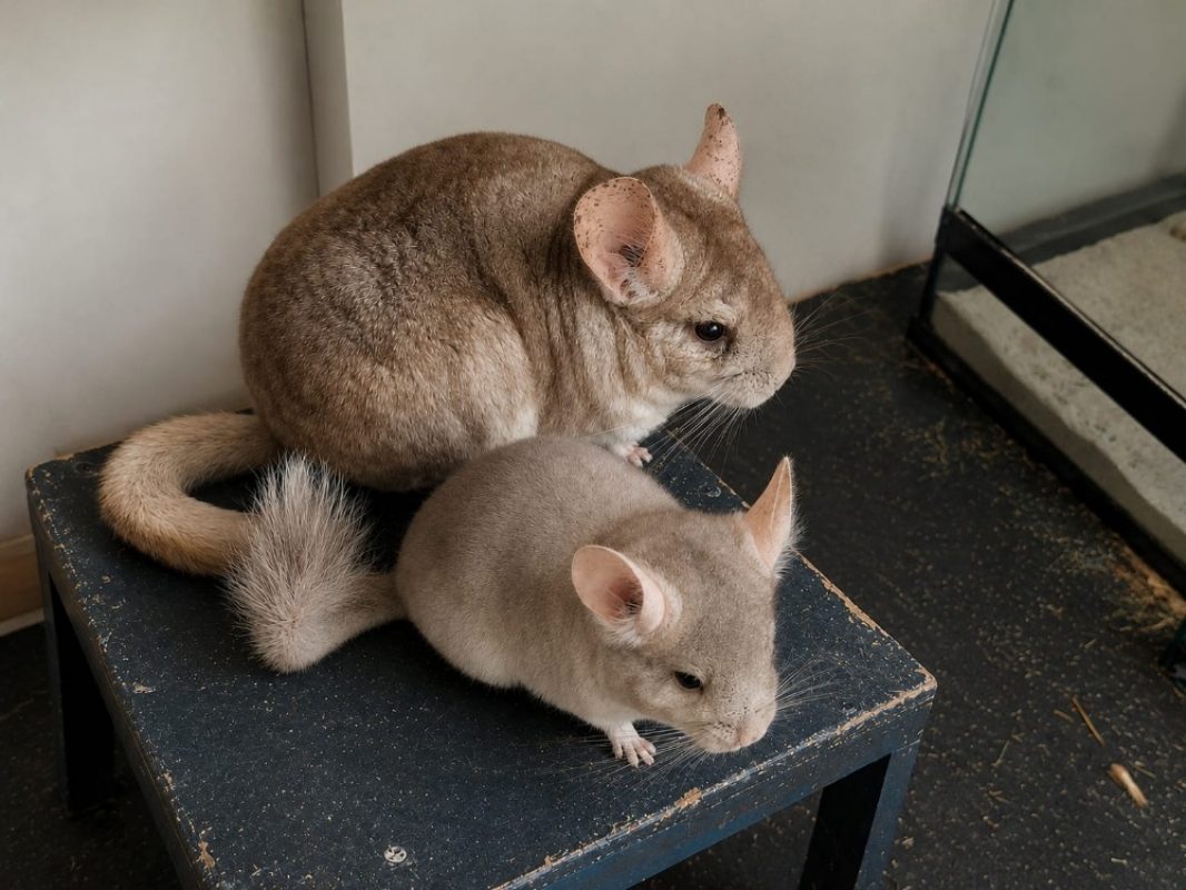 Pashmilla - Rongeur Chinchilla à adopter - photo 2