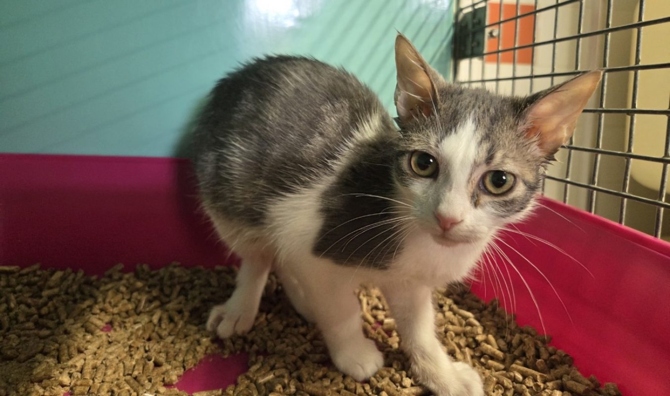 Aska - Chat Européen à adopter