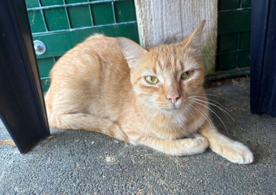 Tanana - Chat Européen à adopter