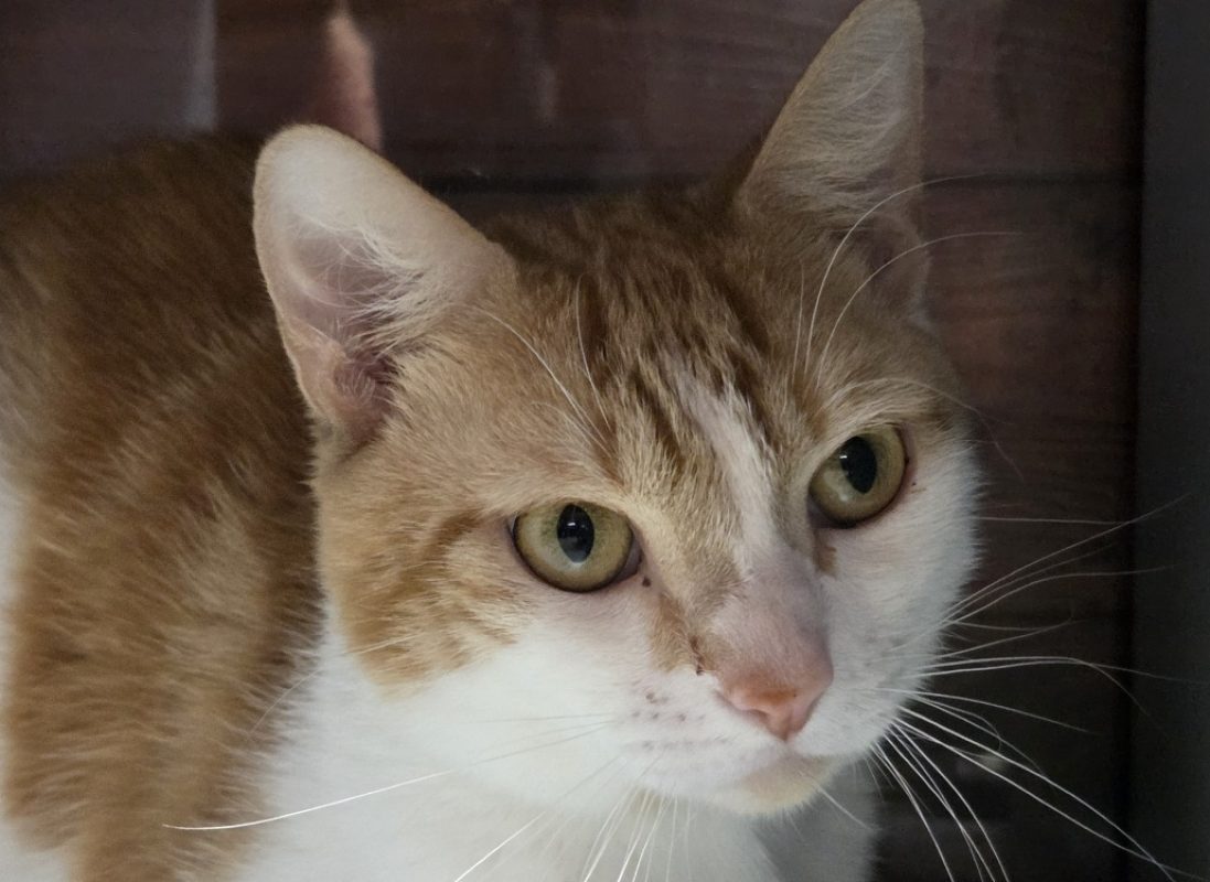 Achille - Chat Européen à adopter
