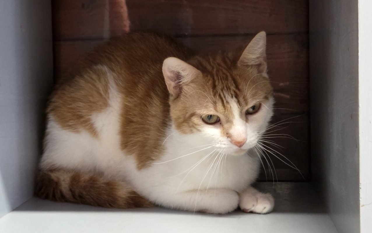 Achille - Chat Européen à adopter - photo 2