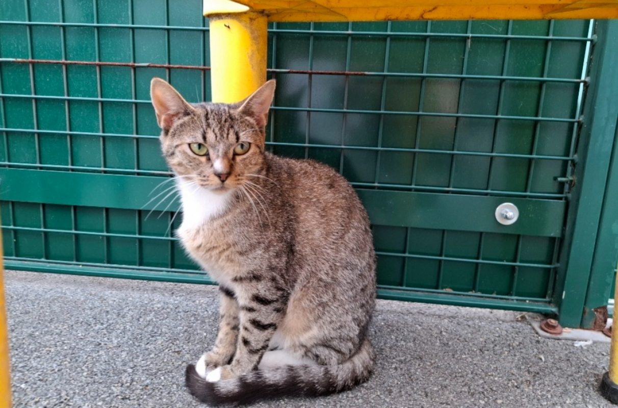 Grisette - Chat Européen à adopter