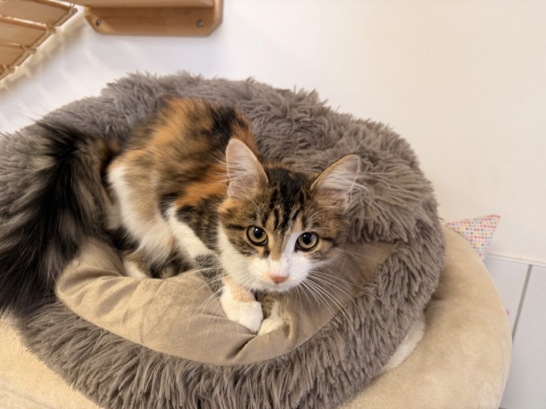 Birma - Chat Européen à adopter
