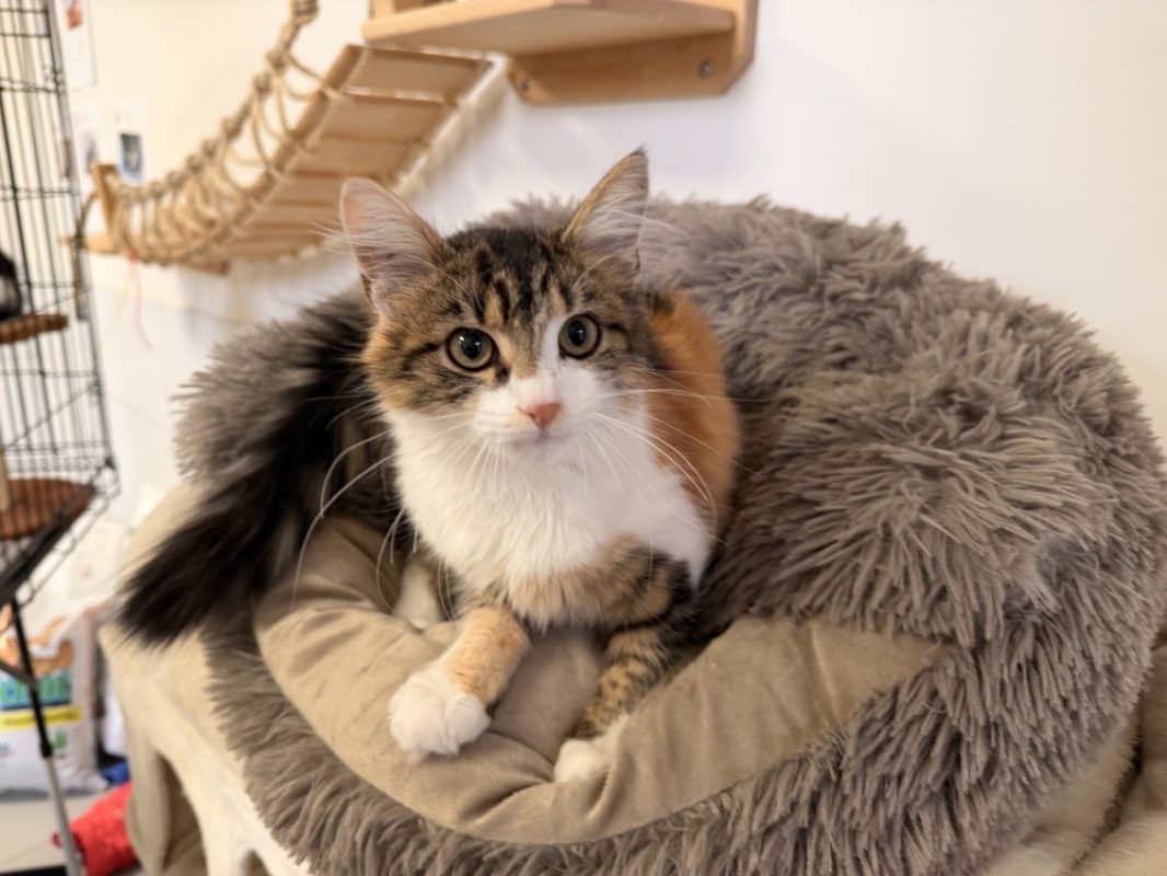 Birma - Chat Européen à adopter - photo 2