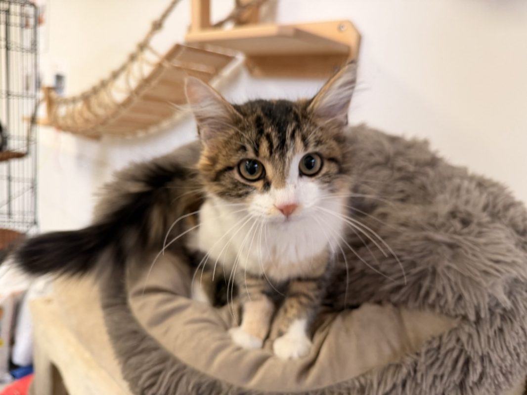 Birma - Chat Européen à adopter - photo 3