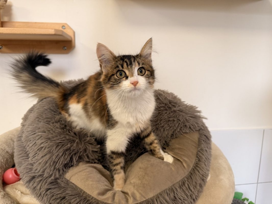 Birma - Chat Européen à adopter - photo 4
