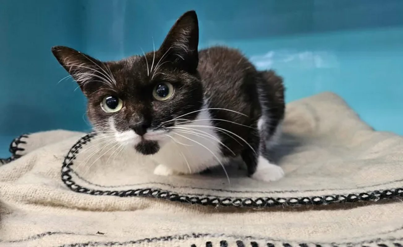 Poppins - Chat Européen à adopter