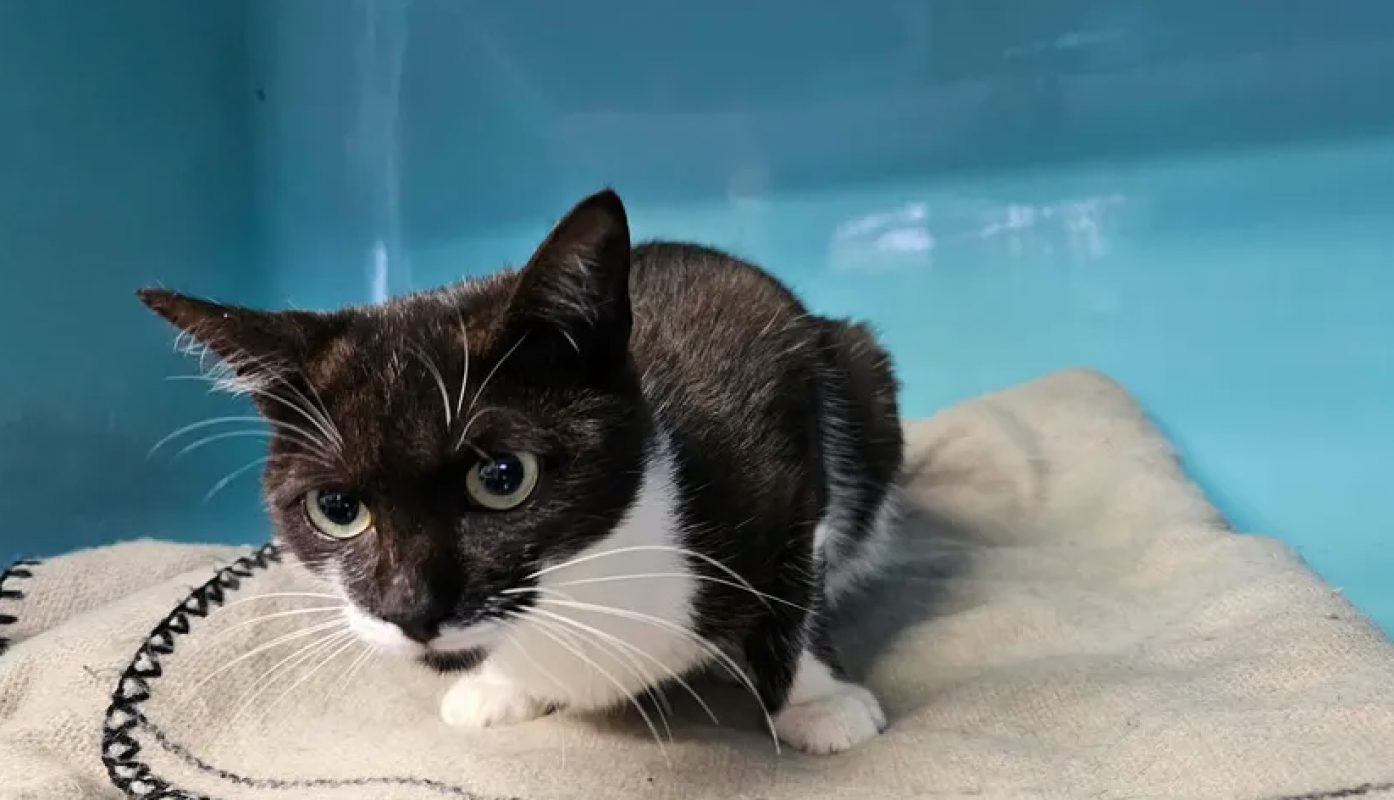 Poppins - Chat Européen à adopter - photo 2