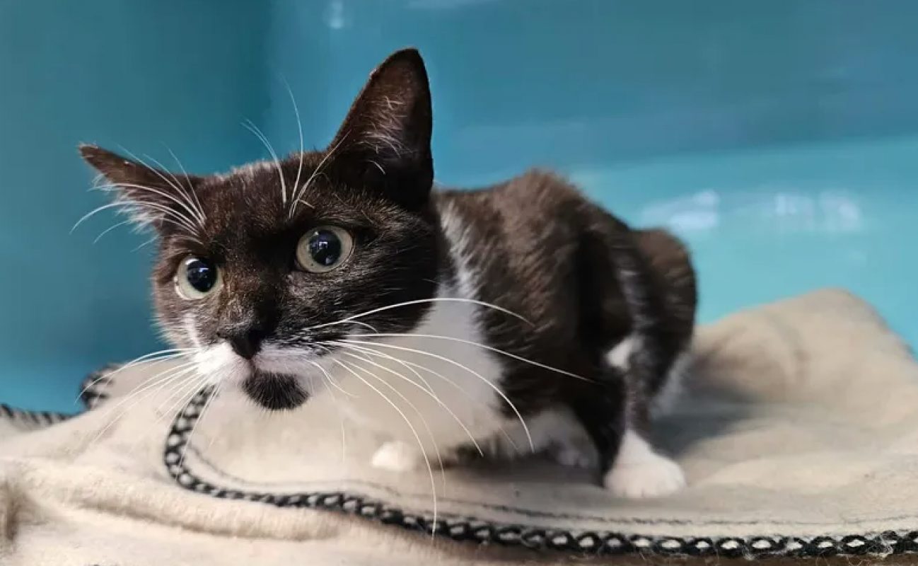 Poppins - Chat Européen à adopter - photo 3