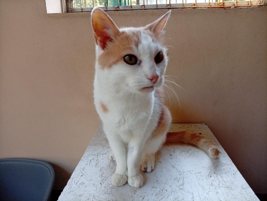 Cranberry - Chat Européen à adopter