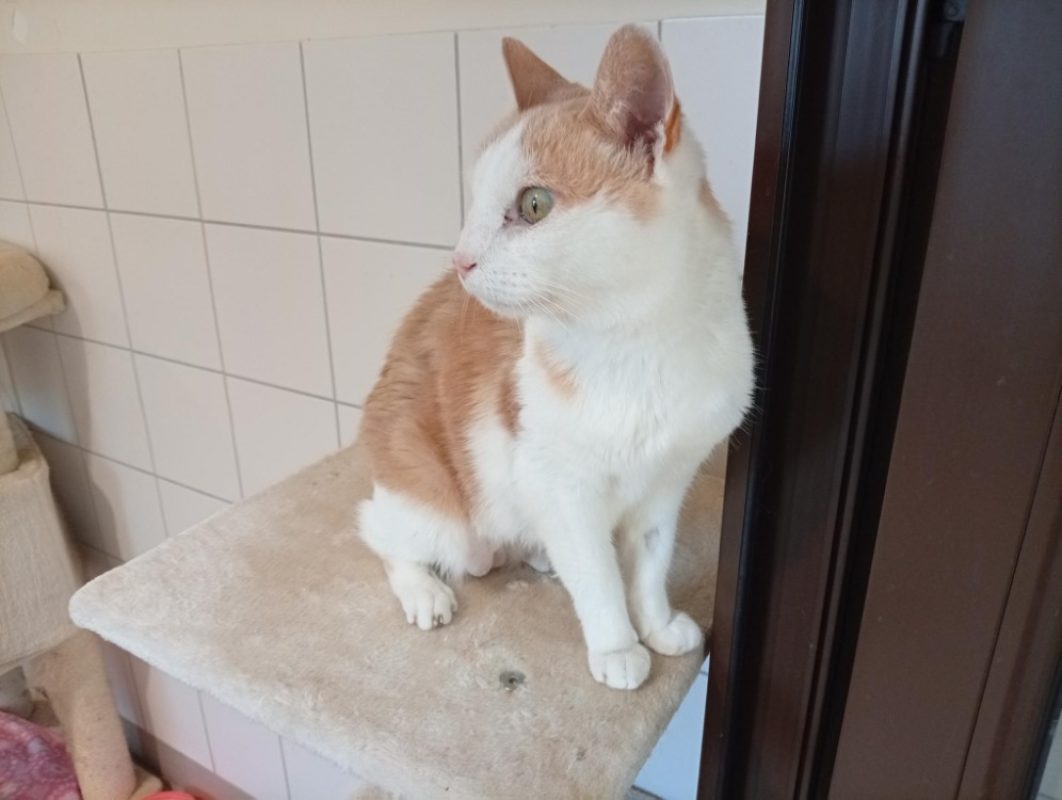 Cranberry - Chat Européen à adopter - photo 2