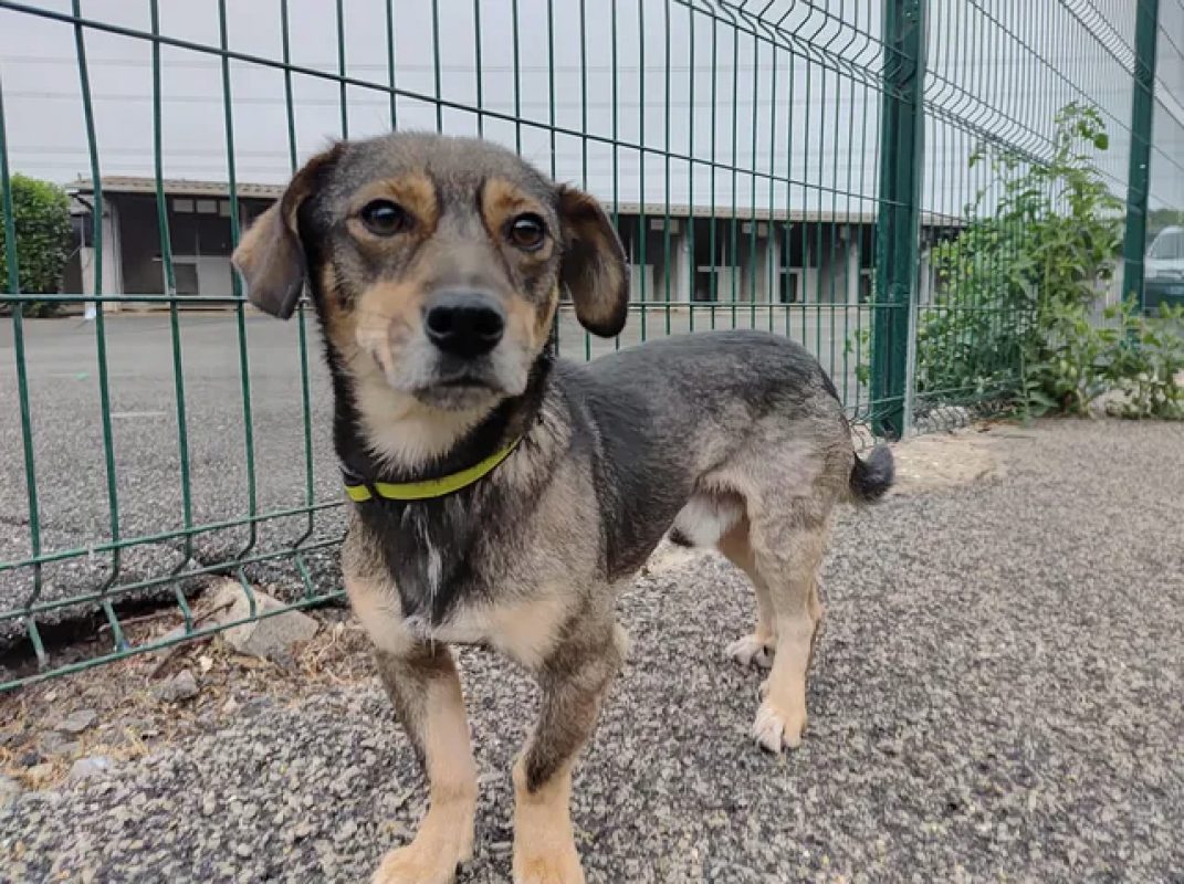 Tommy - Chien Teckel à adopter