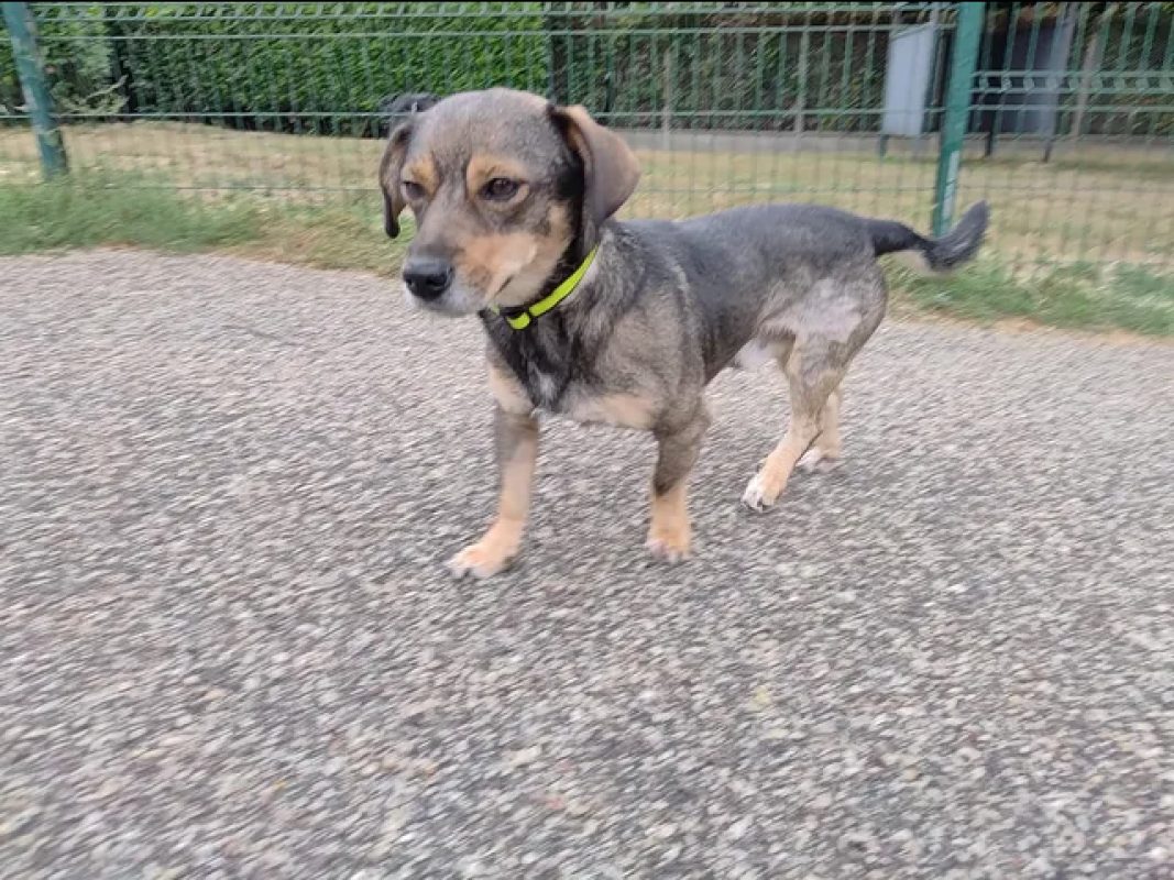 Tommy - Chien Teckel à adopter - photo 2