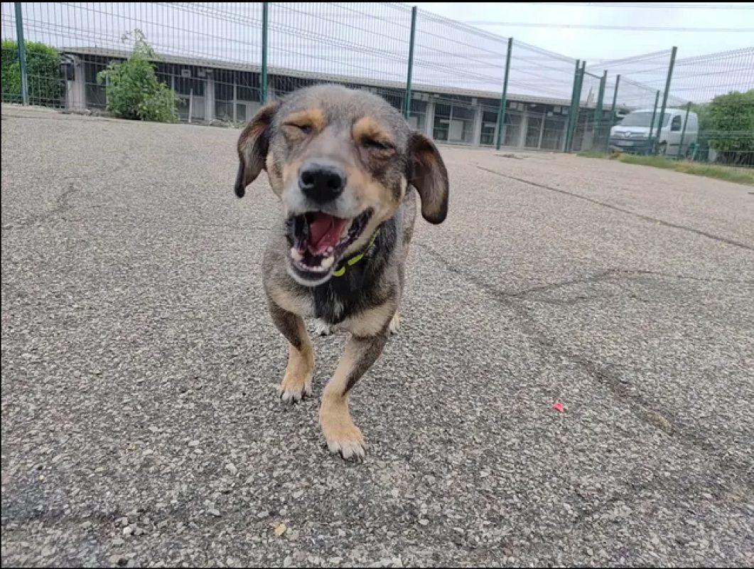 Tommy - Chien Teckel à adopter - photo 3