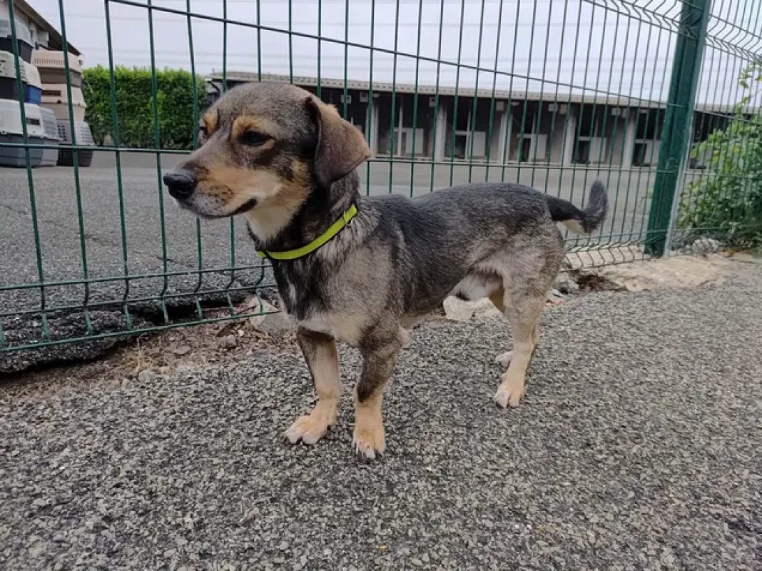 Tommy - Chien Teckel à adopter - photo 4