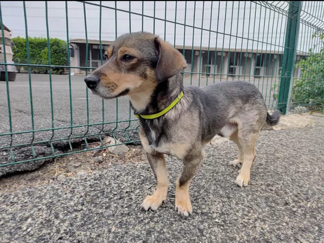 Tommy - Chien Teckel à adopter - photo 5