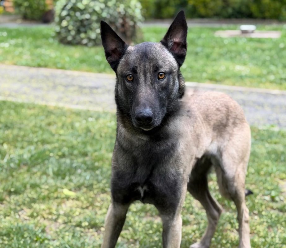Malak - Chien Berger Belge Malinois à adopter