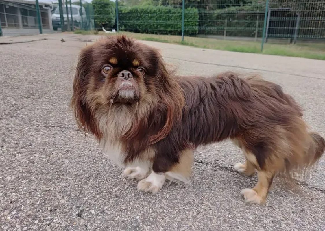 Mae - Chien Pékinois à adopter