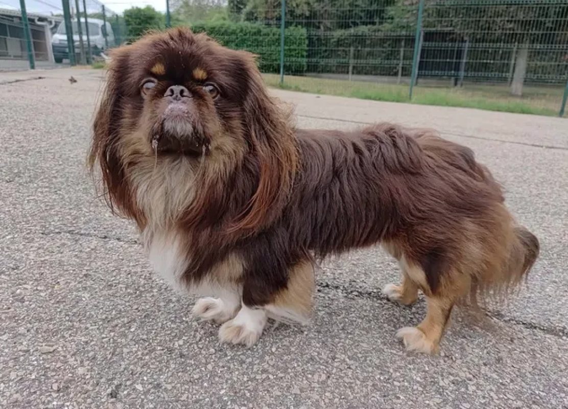 Mae - Chien Pékinois à adopter - photo 2