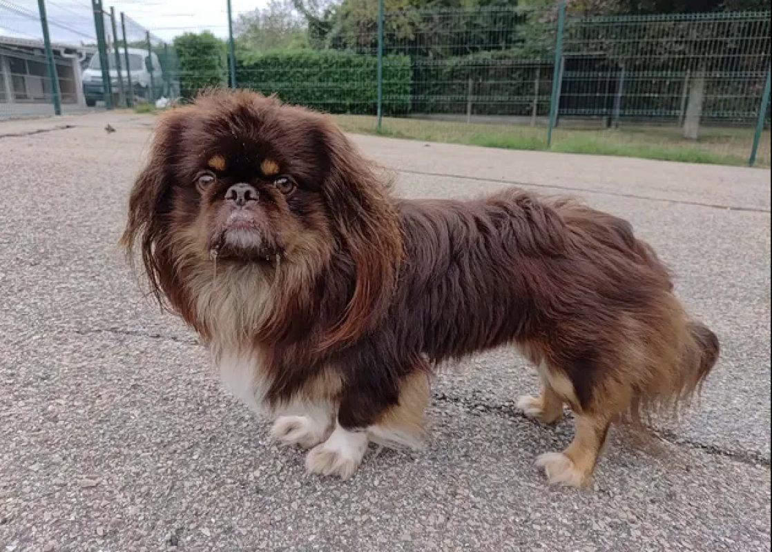Mae - Chien Pékinois à adopter - photo 8
