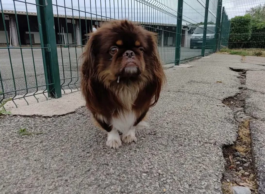 Mae - Chien Pékinois à adopter - photo 10