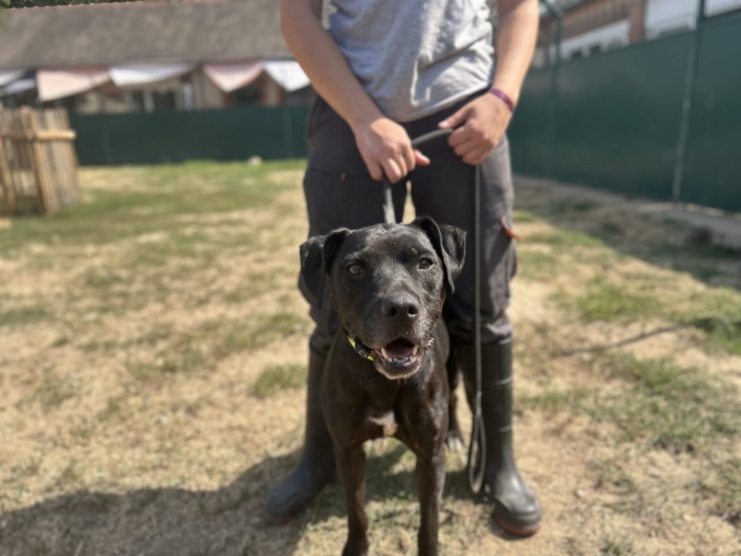 Naya - Chien à adopter