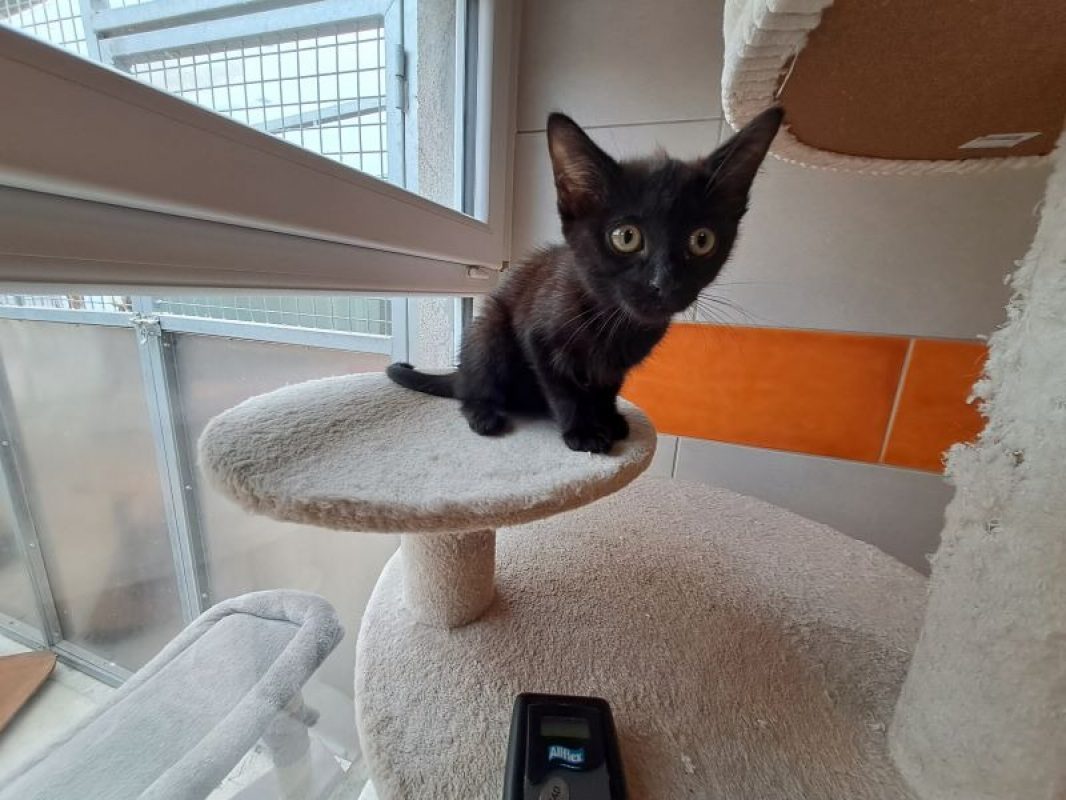 Hanoï - Chat Européen à adopter