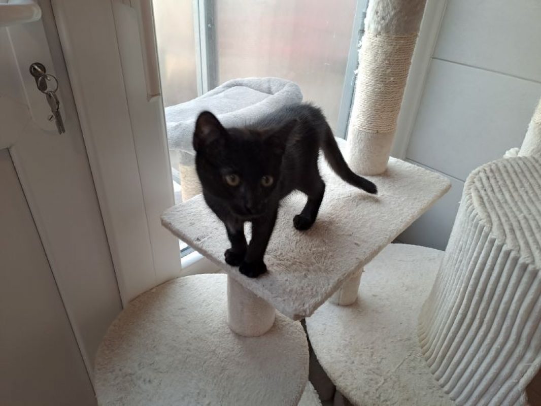 Bamako - Chat Européen à adopter