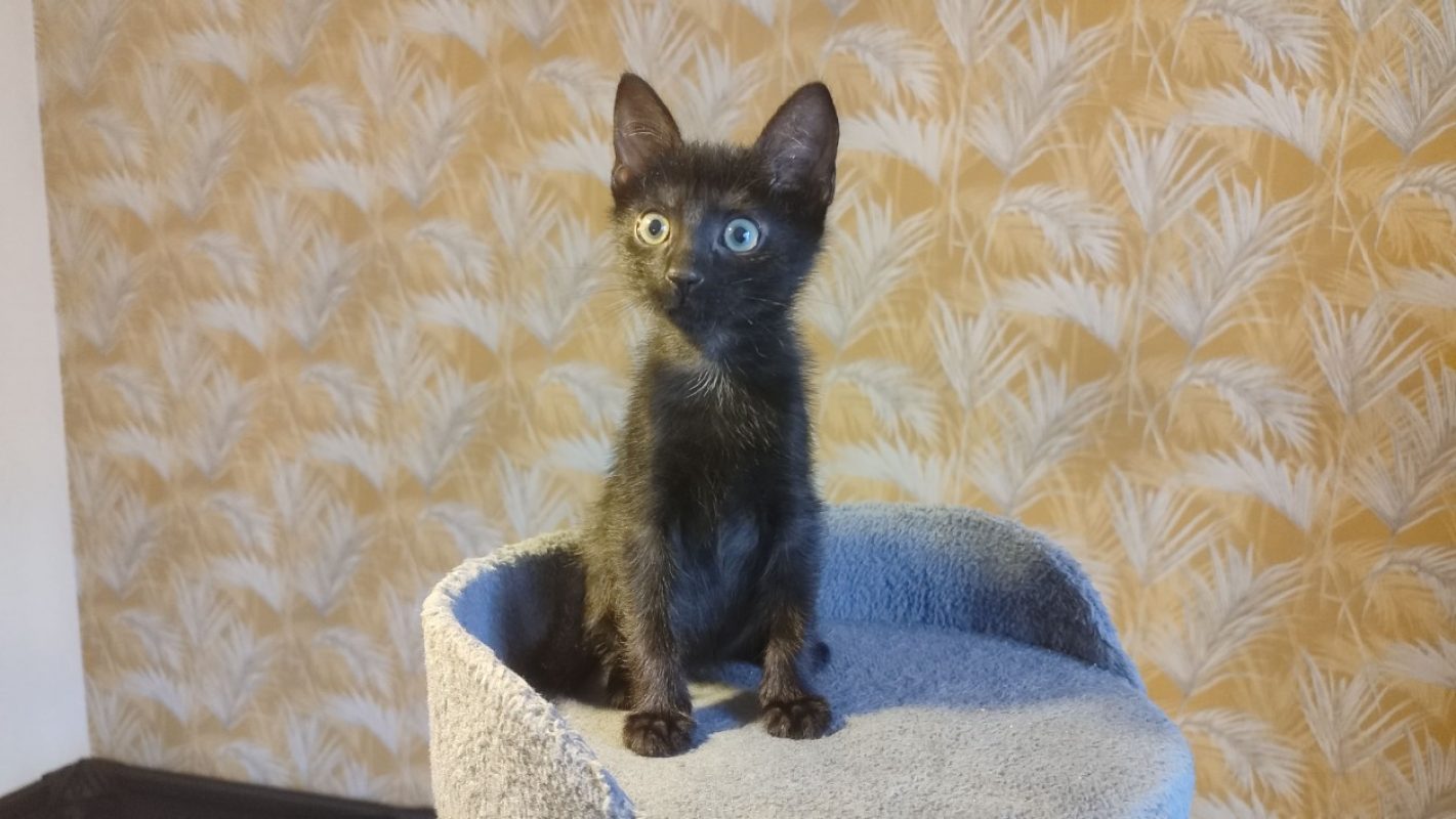 Figue - Chat Européen à adopter