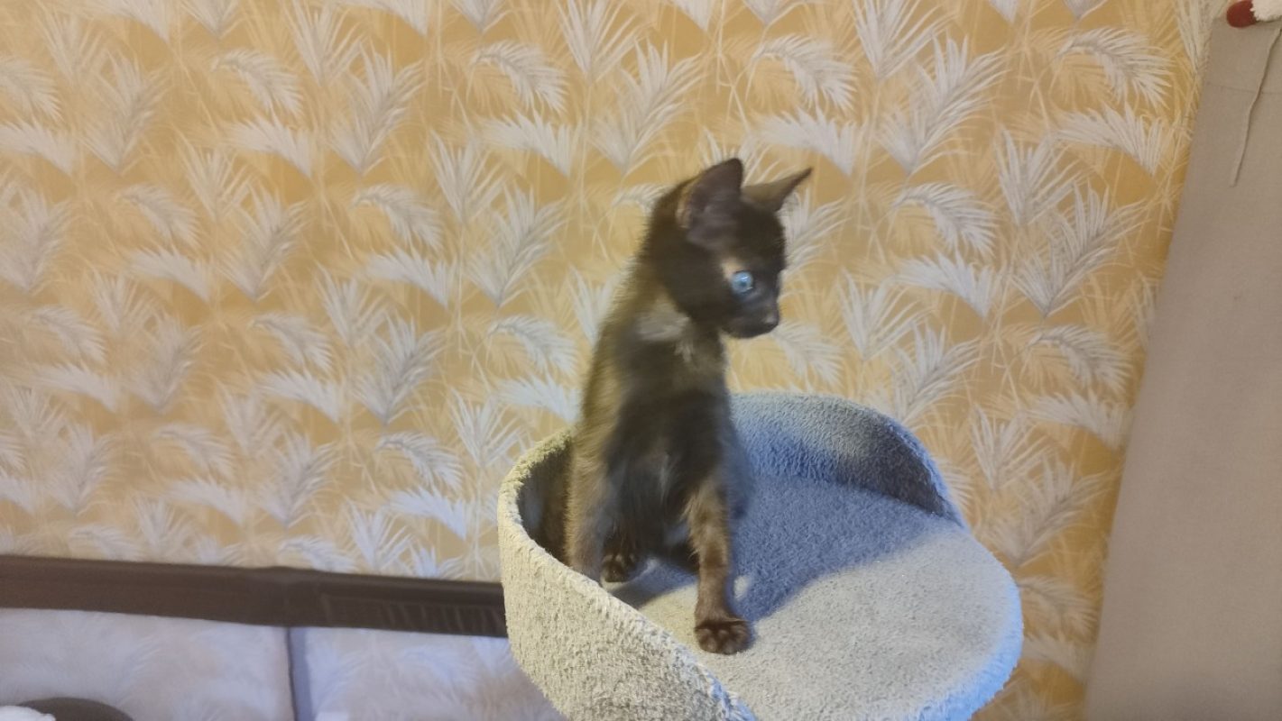 Figue - Chat Européen à adopter - photo 2