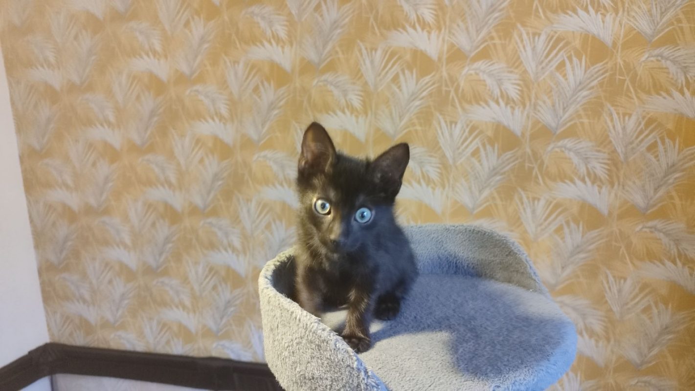 Figue - Chat Européen à adopter - photo 4