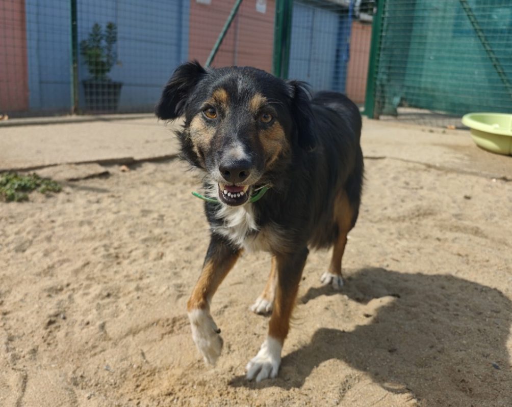 Syrus - Chien Border Collie à adopter