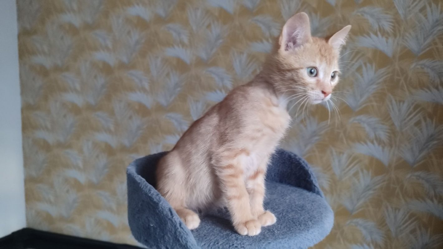 Avocat - Chat Européen à adopter