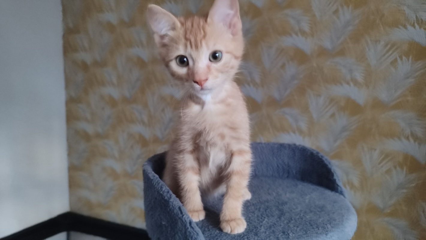 Avocat - Chat Européen à adopter - photo 2
