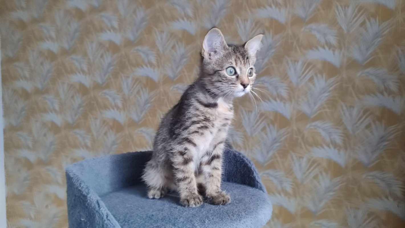 Prune réservé - Chat Européen à adopter