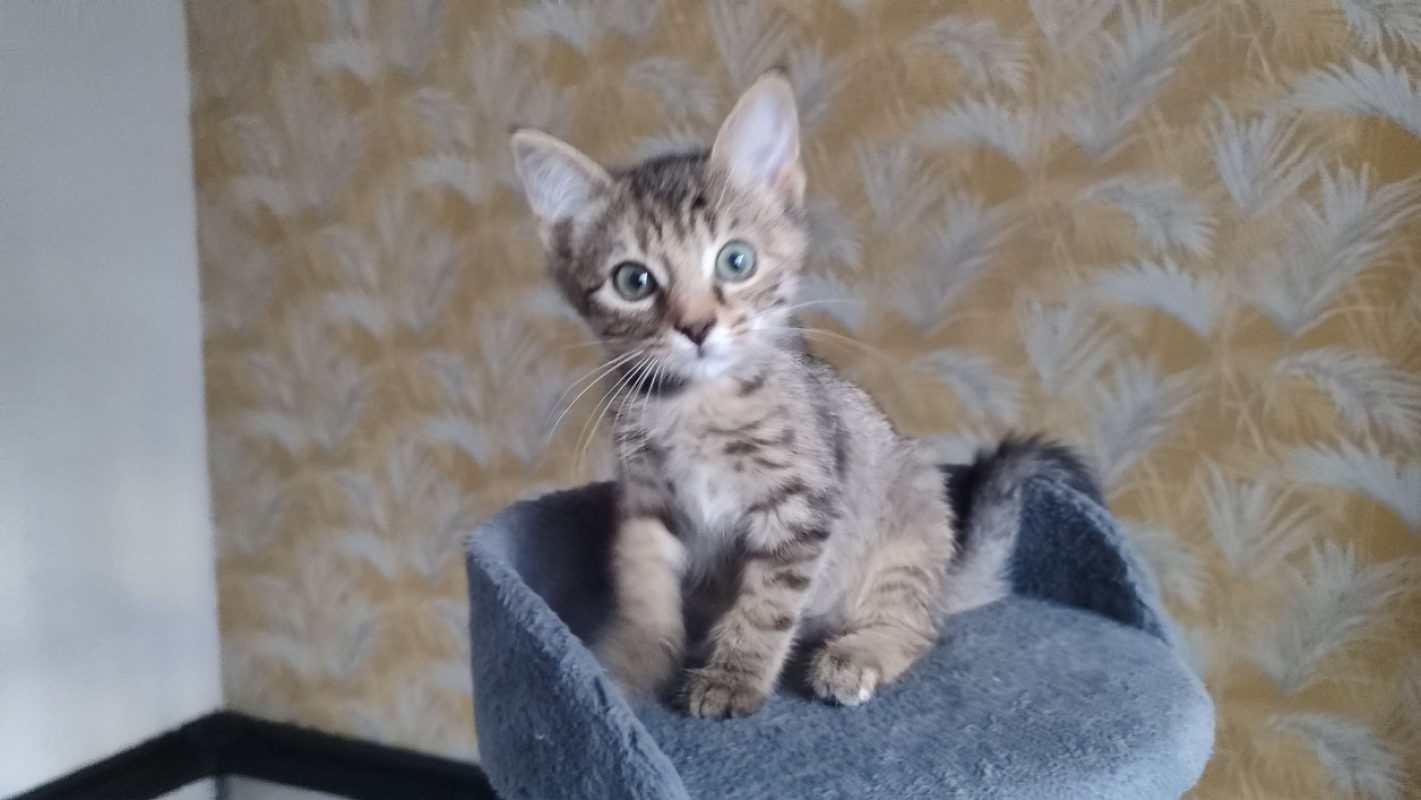 Prune réservé - Chat Européen à adopter - photo 2