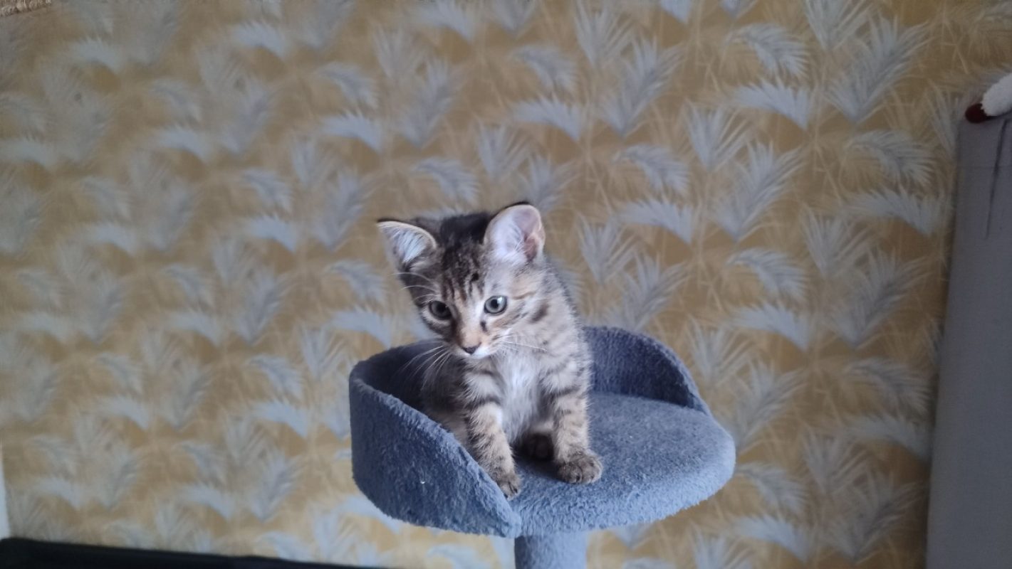Prune réservé - Chat Européen à adopter - photo 3