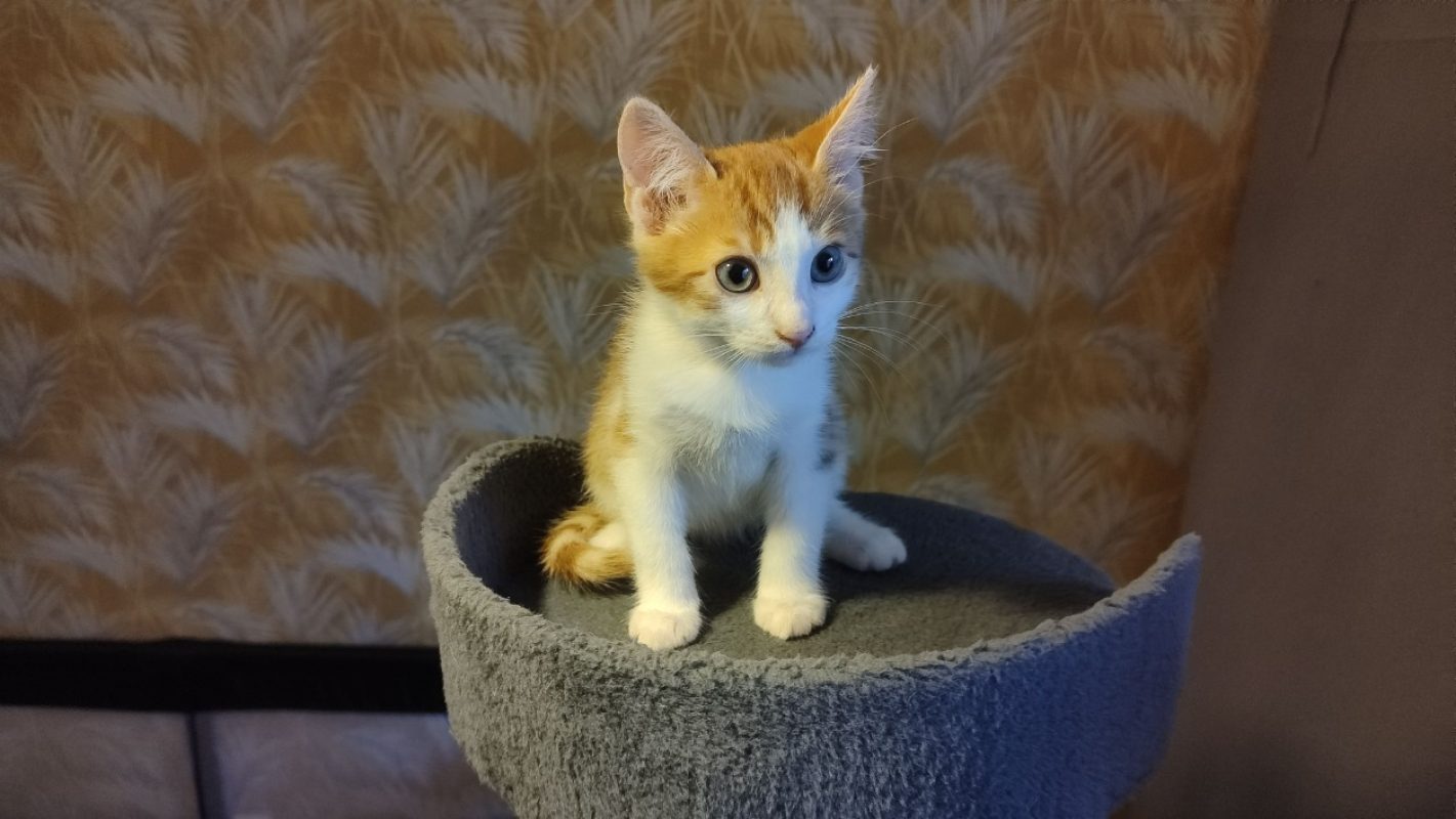 Carambole - Chat Européen à adopter
