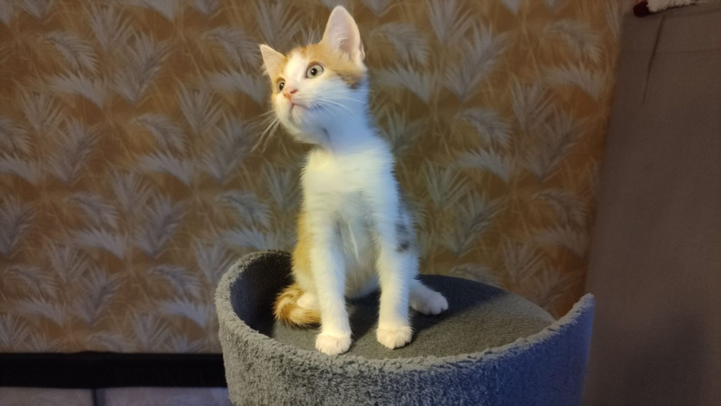 Carambole - Chat Européen à adopter - photo 2