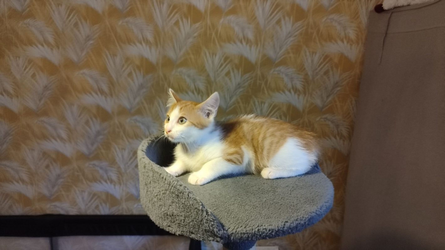 Carambole - Chat Européen à adopter - photo 3