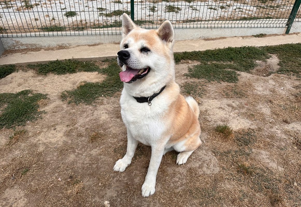Natsuo - Chien Akita Inu à adopter