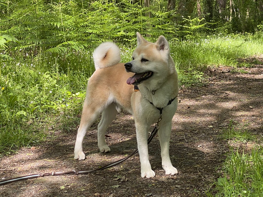Natsuo - Chien Akita Inu à adopter - photo 2