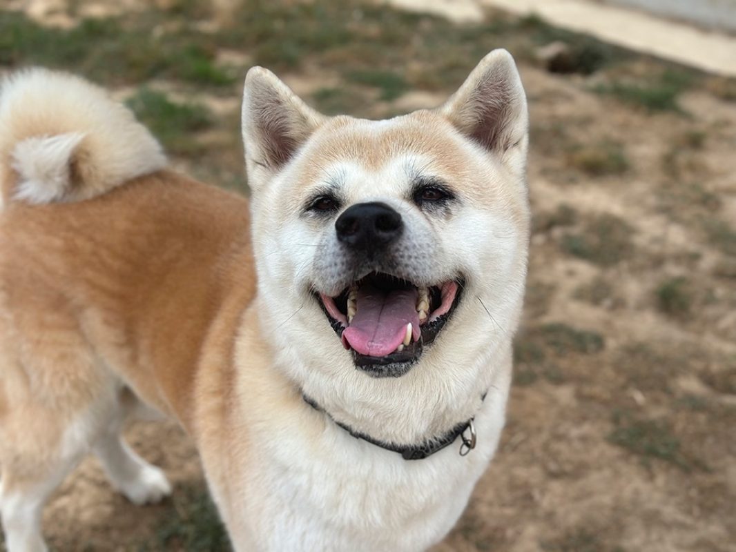 Natsuo - Chien Akita Inu à adopter - photo 3