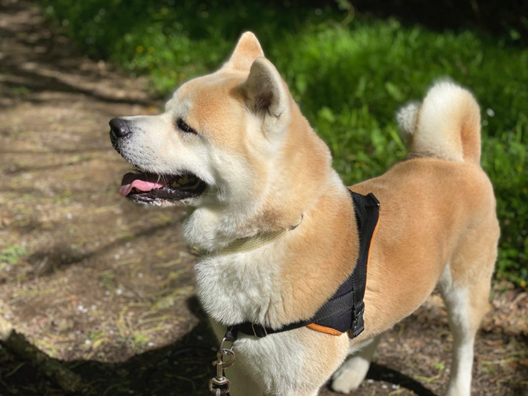 Natsuo - Chien Akita Inu à adopter - photo 4