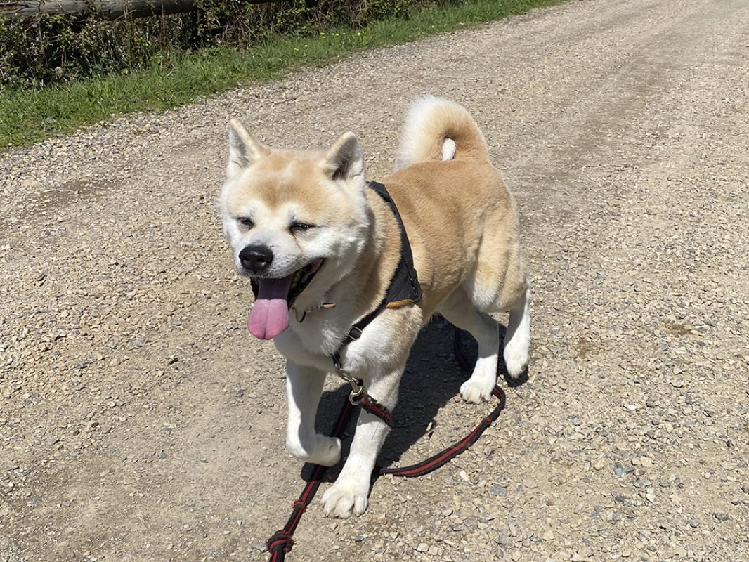 Natsuo - Chien Akita Inu à adopter - photo 5