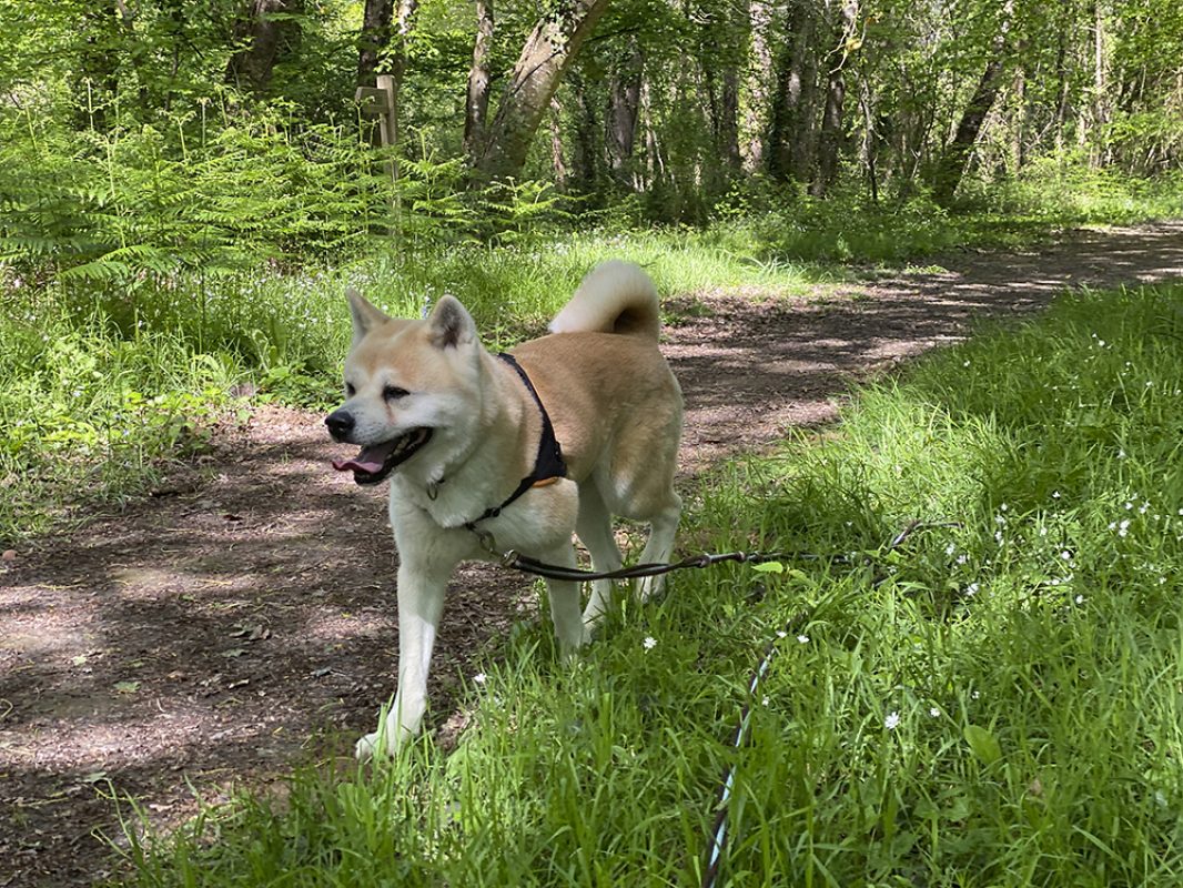 Natsuo - Chien Akita Inu à adopter - photo 6